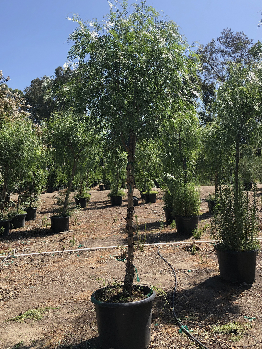 Evergreen Trees - Mejia's Nursery