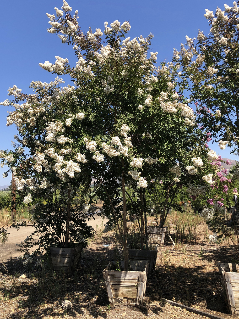 Flowering Evergreens - Mejia's Nursery