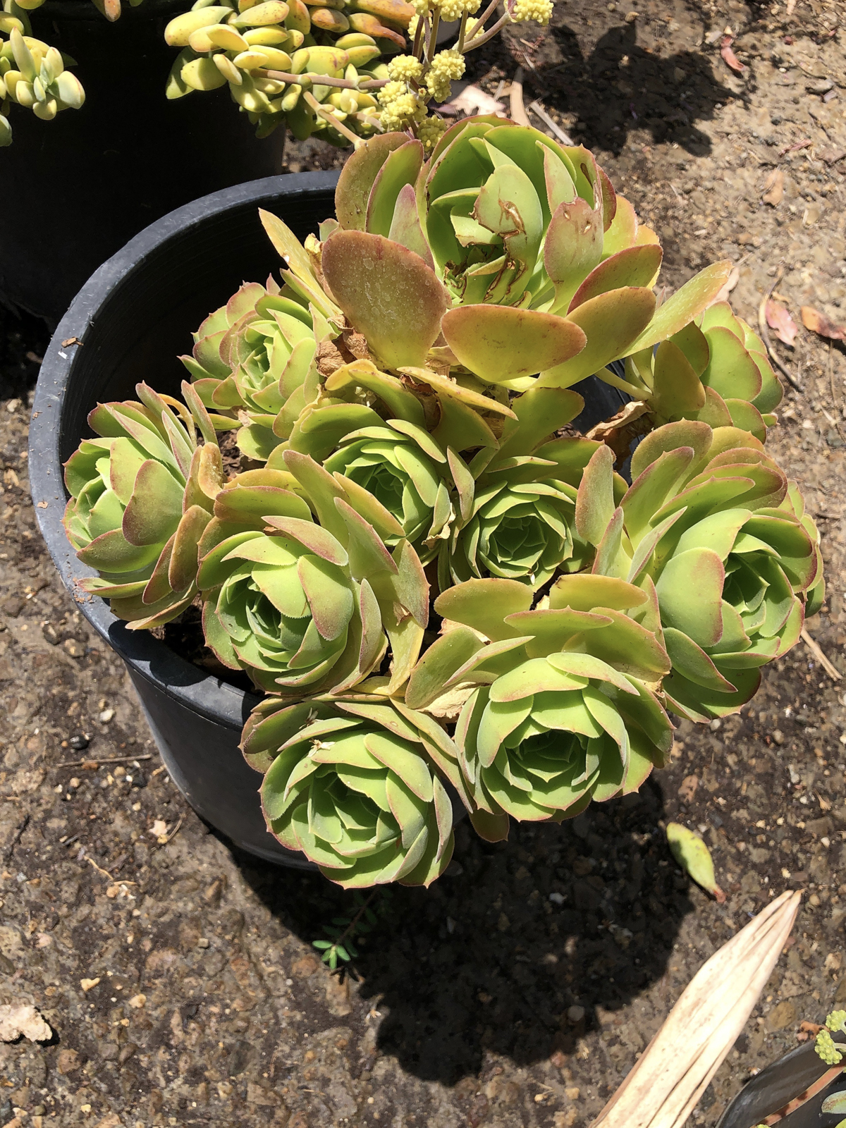 Rare Succulents - Mejia's Nursery